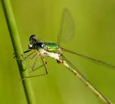 Pałątka pospolita (Lestes sponsa)