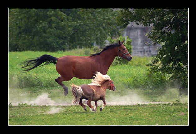 dogonić dużego :]