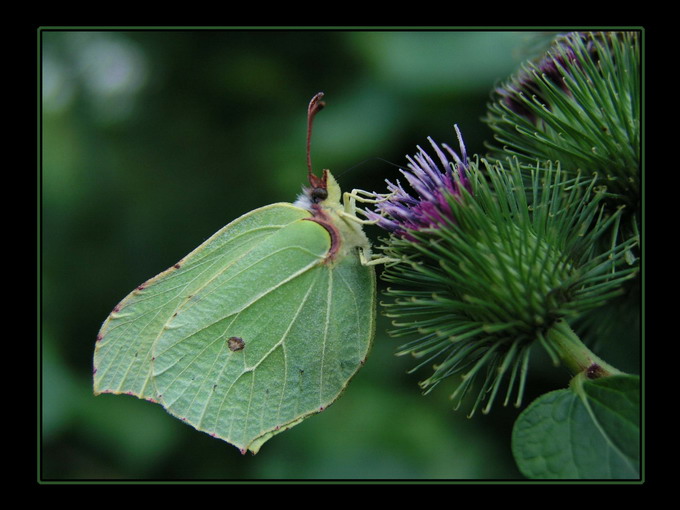 Gonepteryx rhamni