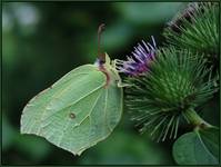 Gonepteryx rhamni