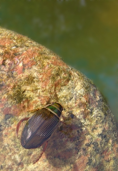 Dytiscus marginalis czyli pływak żółtobrzeżek