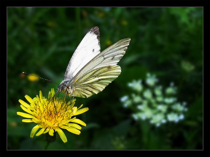 Motyl