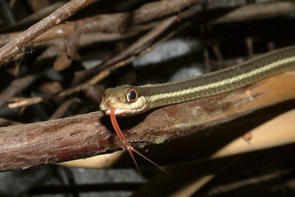 Thamnophis sirtalis