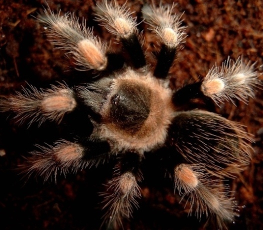 smithi