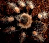 smithi