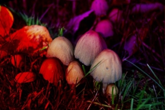 magic mushrooms