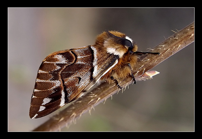 Endromis versicolora