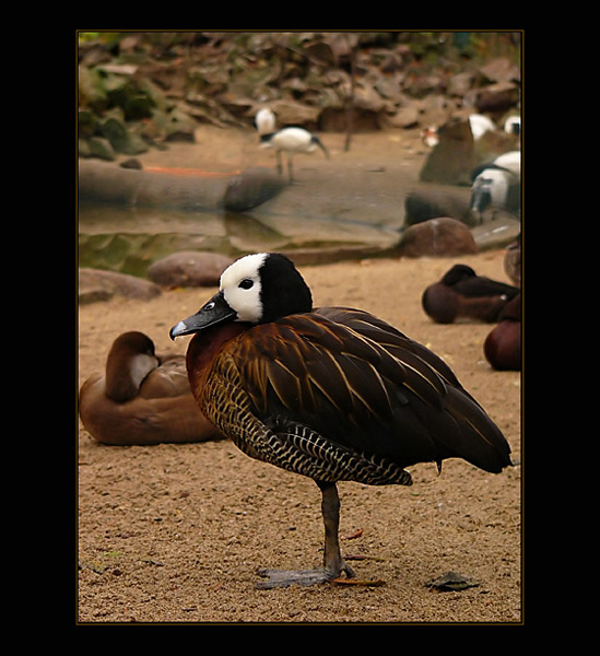 Poznańskie ZOO (ostatnie)