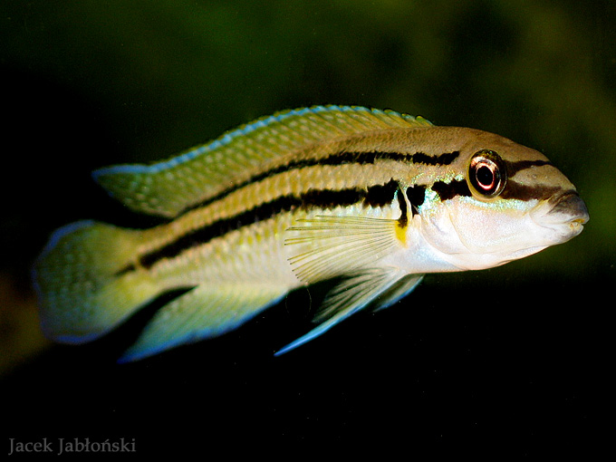 Julidochromis marlieri