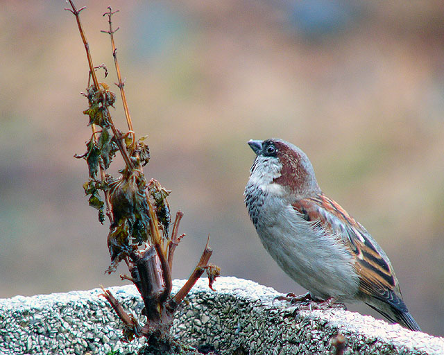 Pozujacy wrobel