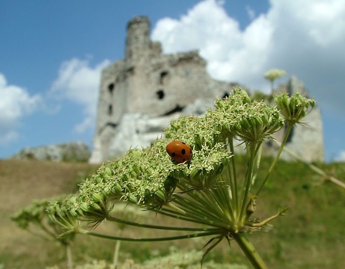 Lato na Jurze II