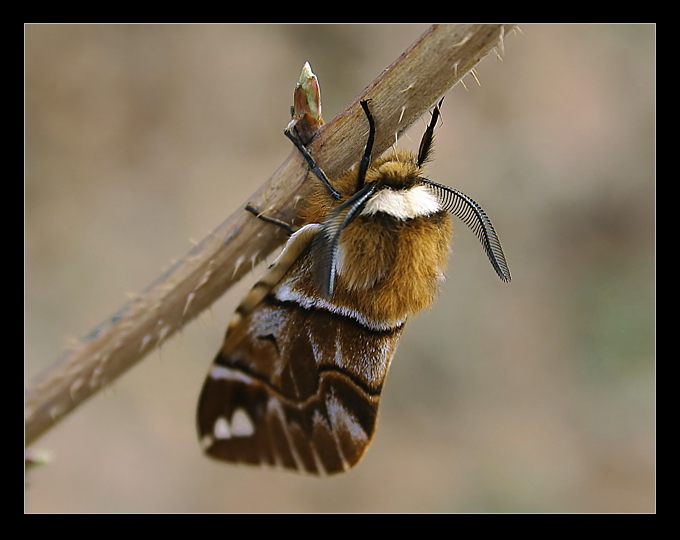 Endromis versicolora