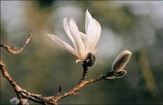 Magnolia