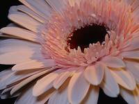  Gerbera