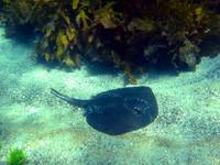 Smooth Stingray