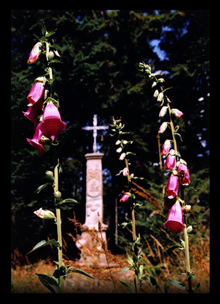 Naparstnica Purpurowa