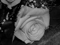 ...silver rose...