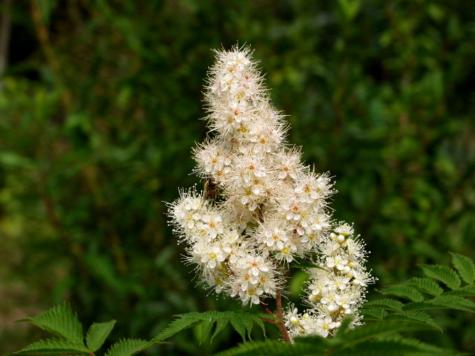 2-SORBARIA SORBIFOLIA - tawlina jarzębolistna