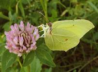 Latolistek cytrynek (Gonepteryx rhamni)