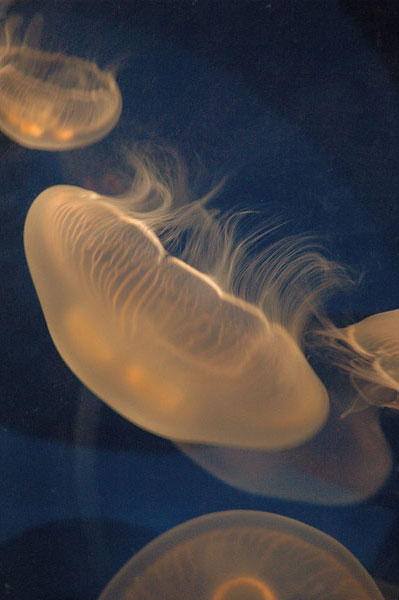 meduza