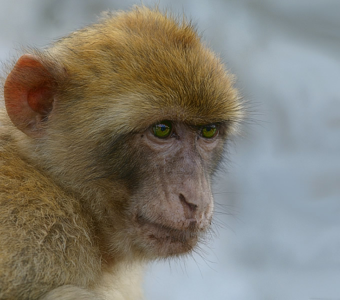 macaca sylvanus