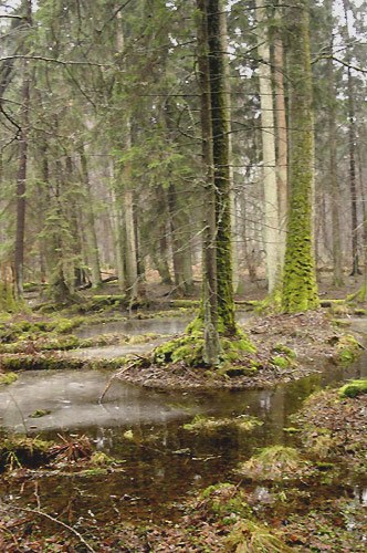 Baśniowa Białowieska Puszcza