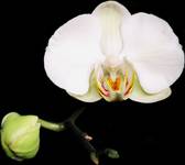 Orchidea