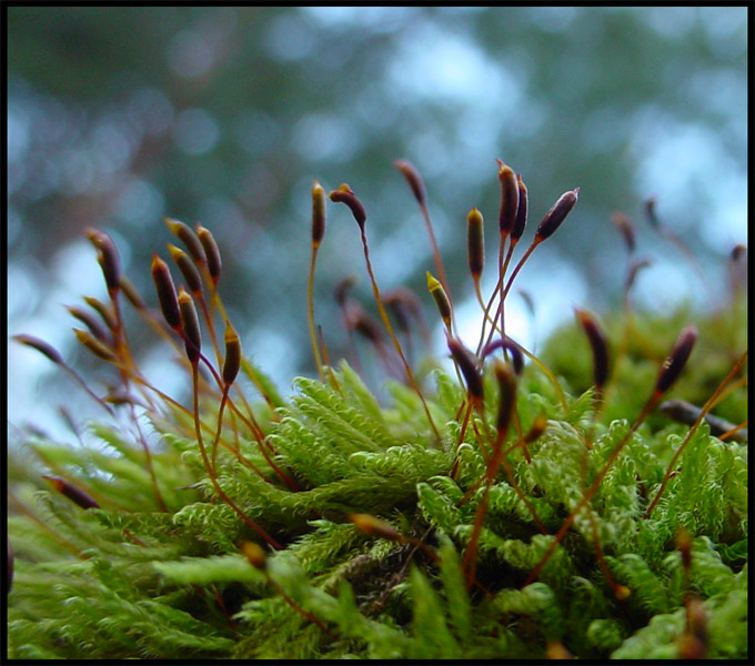 Polytrichum commune (Płonnik pospolity)