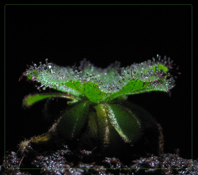 Drosera hamiltoni