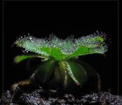 Drosera hamiltoni