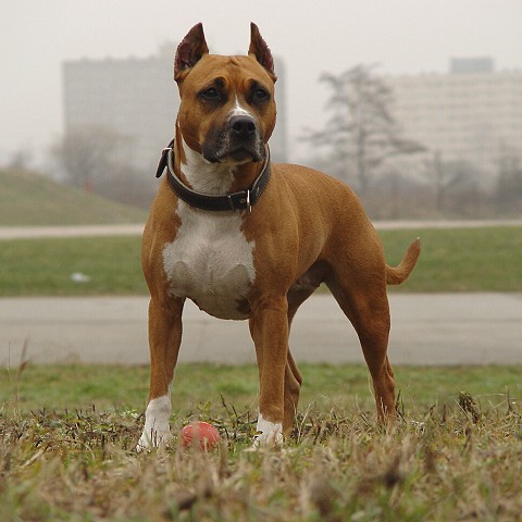 amstaff