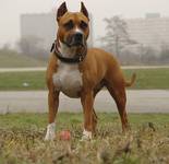 amstaff