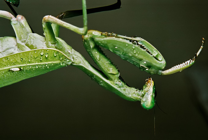 Hierodula Membranacea