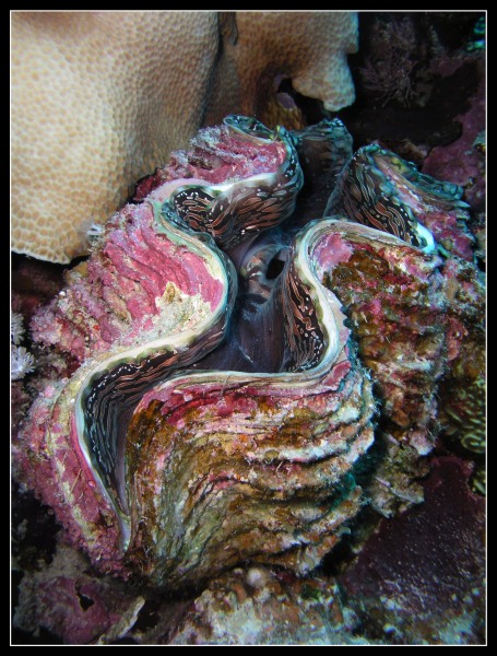 Giant clam