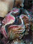 Giant clam