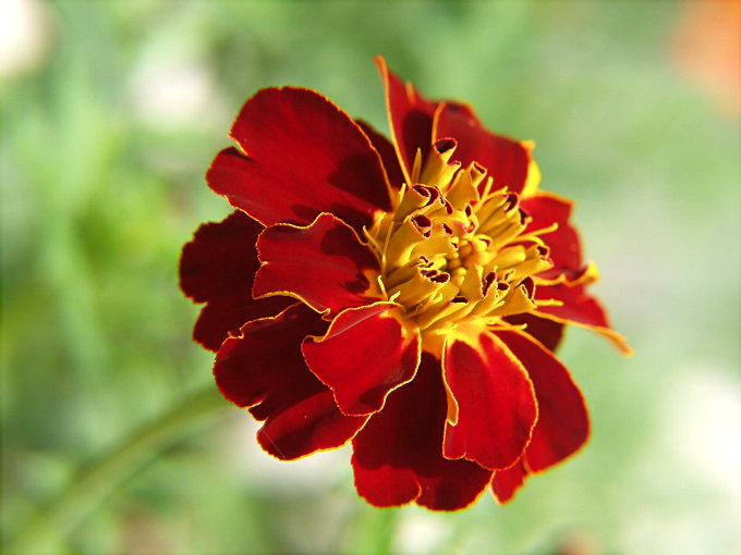 3-TAGETES PATULA aksamitka,śmierdziuszek