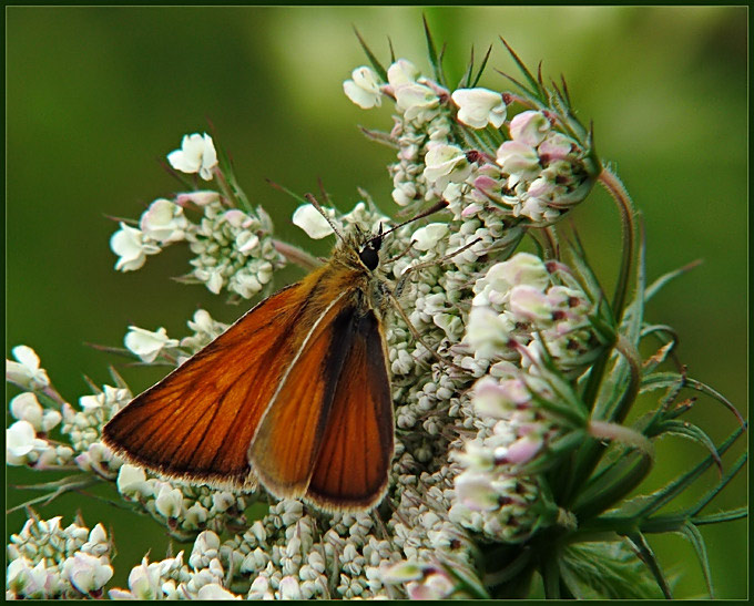 Karłątek ryska (Thymelicus lineola)