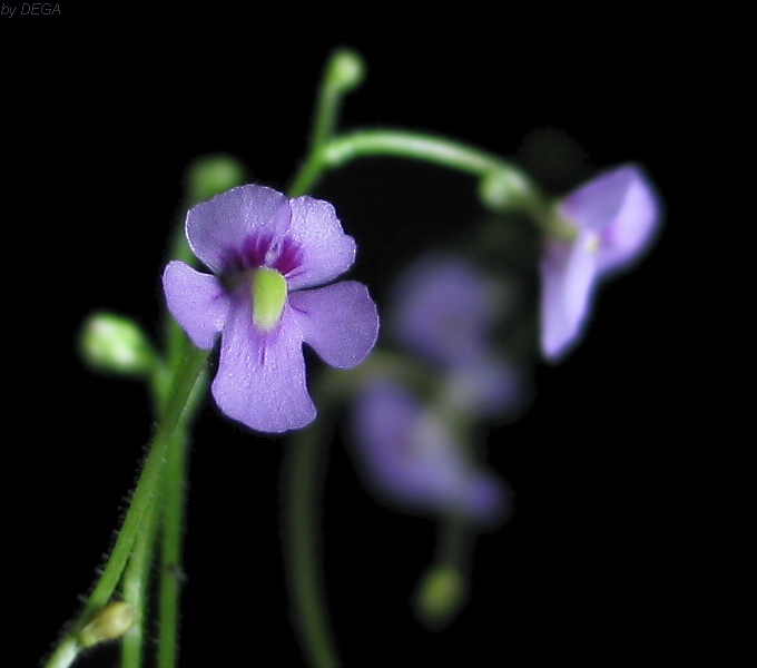 Genlisea violacea