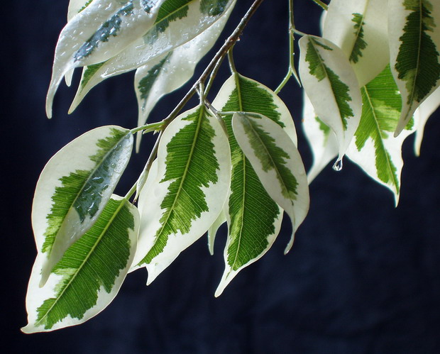 Ficus benjamina