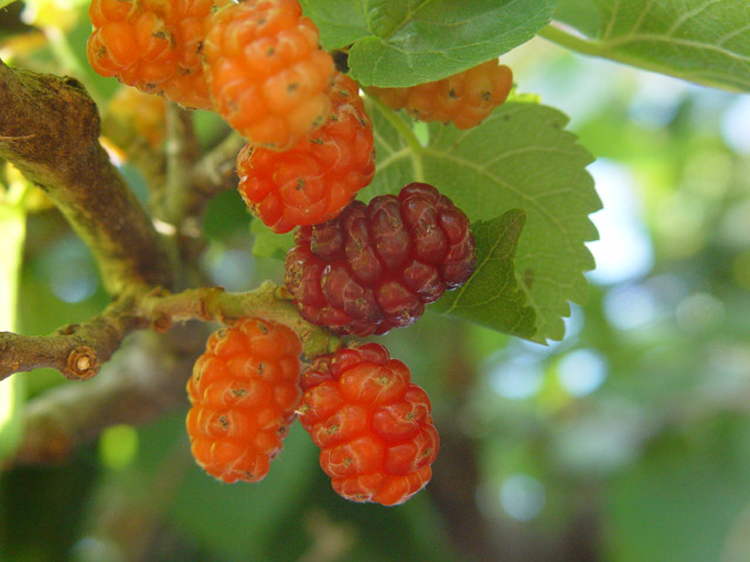 Morwa czerwona (Morus rubra)