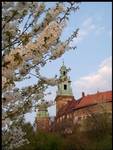 Wiosenny Wawel