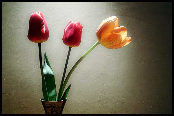 Tulipany trzy