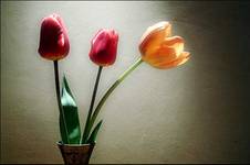 Tulipany trzy