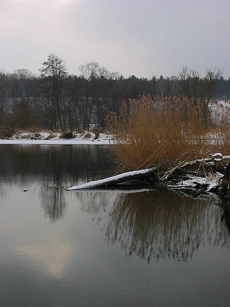 zimowy Bóbr