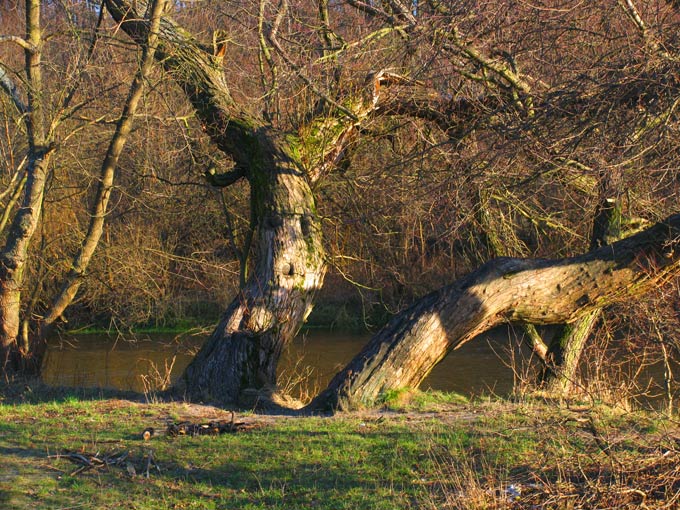 W zgniło  zielonym