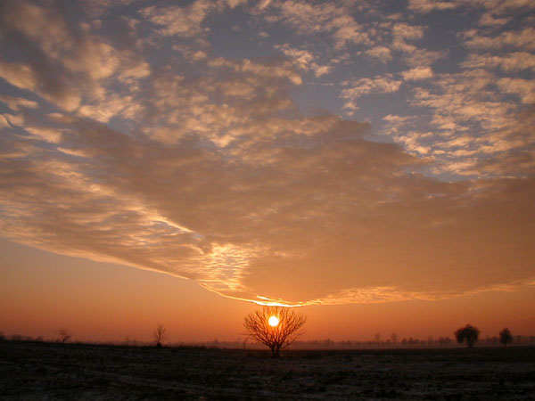 GOREJĄCY KRZEW