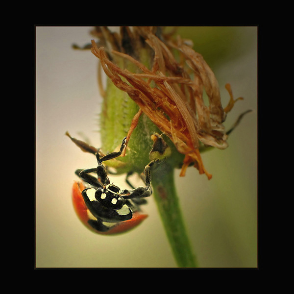 Biedronka siedmiokropka (Coccinella semptempunctata)