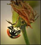 Biedronka siedmiokropka (Coccinella semptempunctata)