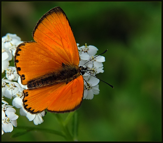 Czerwończyk dukacik (Lycaena virgaureae)