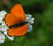 Czerwończyk dukacik (Lycaena virgaureae)